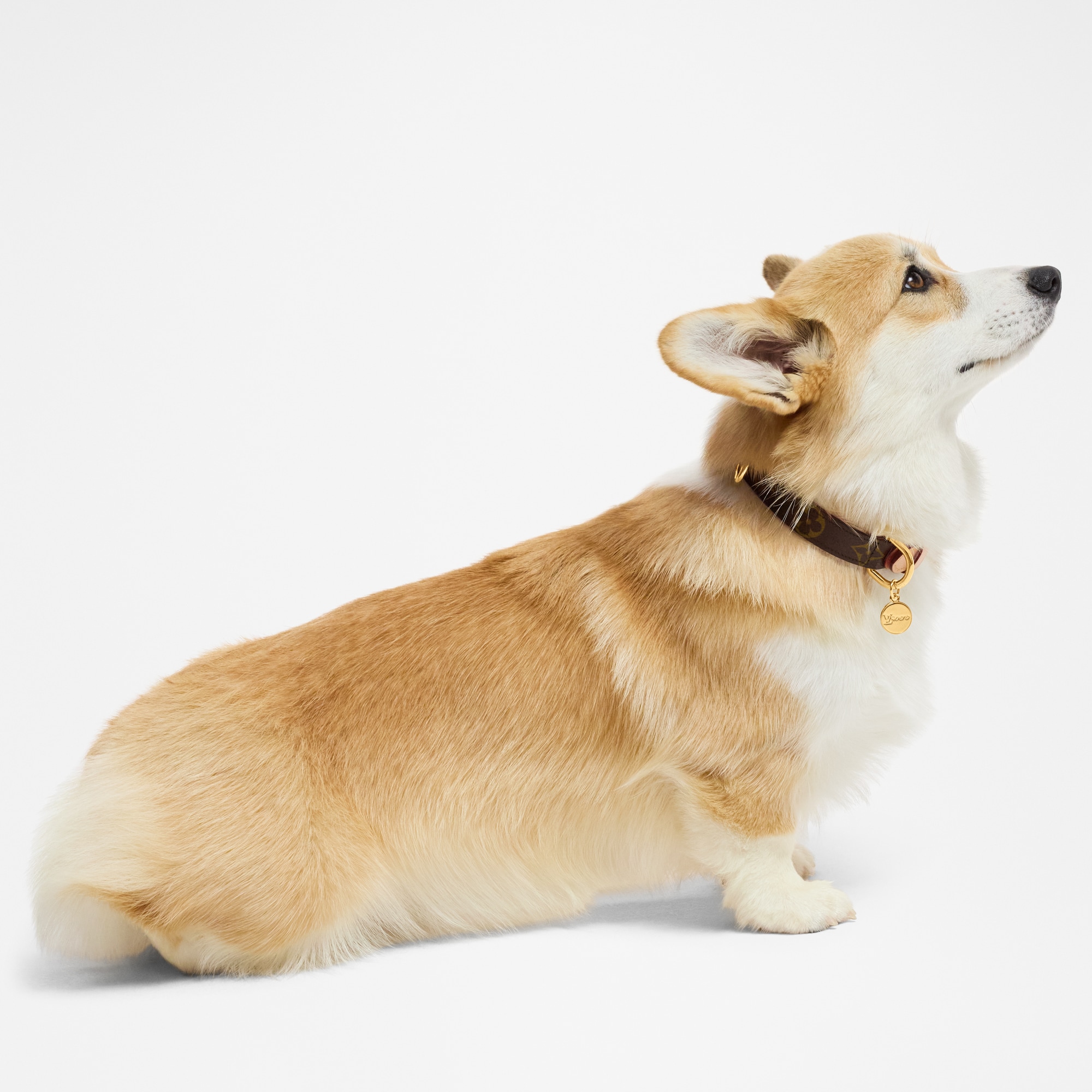 Collier pour chien PM  Malles, Voyage et Maison Accessoires pour Animaux de Compagnie } | LOUIS VUITTON (Zoom produit)